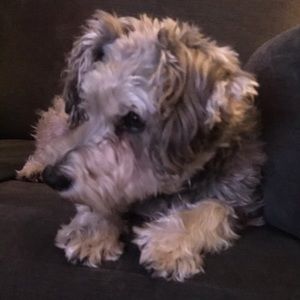 Meet your Posher, Abby